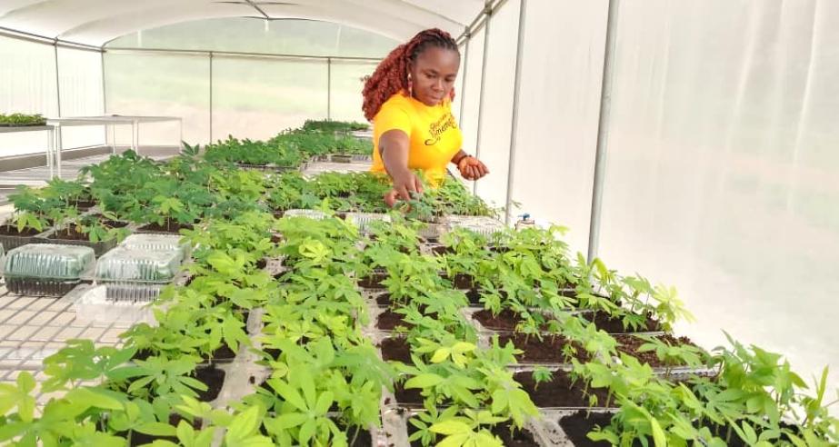 Research Officer attends to cassava plantlets in the SAH screenhouse at CARI