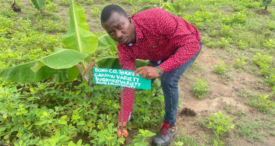 CARI’s Biotech Unit Launches Liberia’s First High-Yield, Disease-Free Plantain Hub