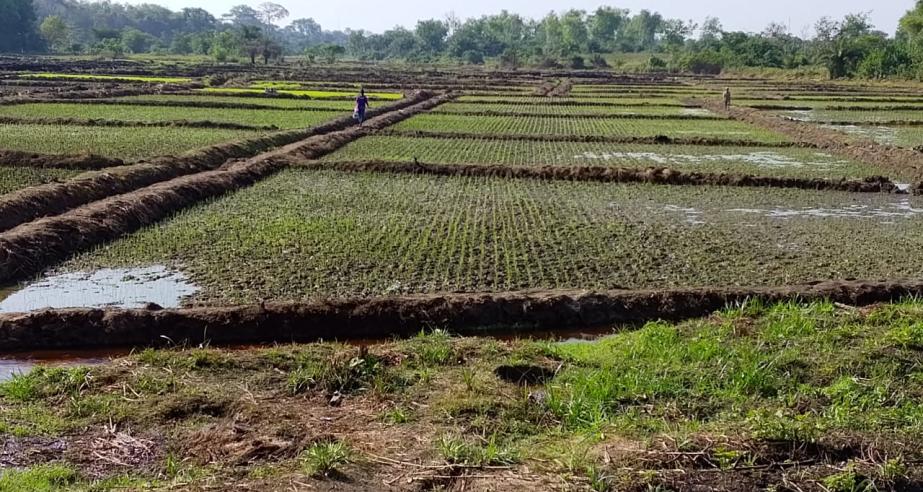 Newly transplanted fields