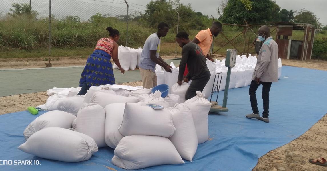 Technicians are weighing and packaging rice for storage
