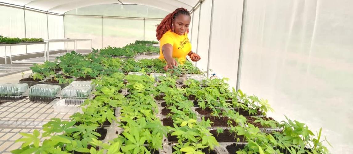 Research Officer attends to cassava plantlets in the SAH screenhouse at CARI