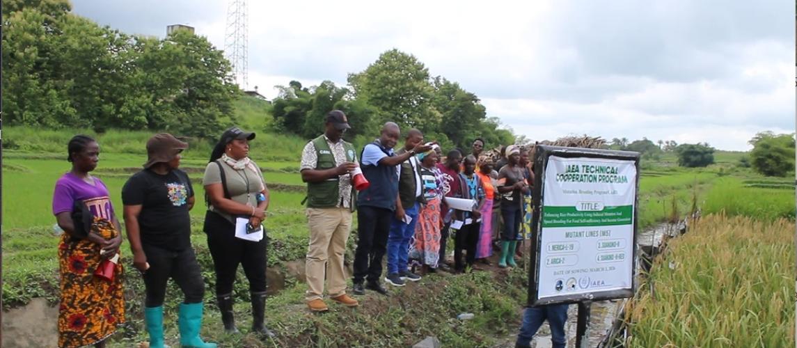 On a guided tour, Dr. Kofi Bimpong, IAEA Technical Officer and CARI researchers discussing the promising mutant lines of the Suakoko 8 variety under the International Atomic Energy Agency (IAEA) Technical Cooperation Project (TCP) at CARI.