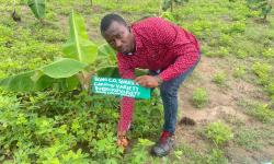CARI’s Biotech Unit Launches Liberia’s First High-Yield, Disease-Free Plantain Hub