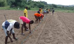 Farmers from 10 cooperatives learned about planting distances during the practical session at CARI in Suakoko.