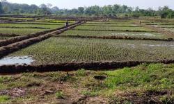 Newly transplanted fields