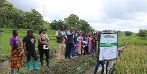 On a guided tour, Dr. Kofi Bimpong, IAEA Technical Officer and CARI researchers discussing the promising mutant lines of the Suakoko 8 variety under the International Atomic Energy Agency (IAEA) Technical Cooperation Project (TCP) at CARI.
